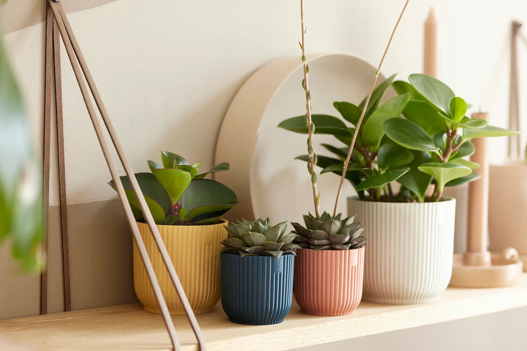 Ronde mini bloempot, delicate roze, met plant op houten plank.