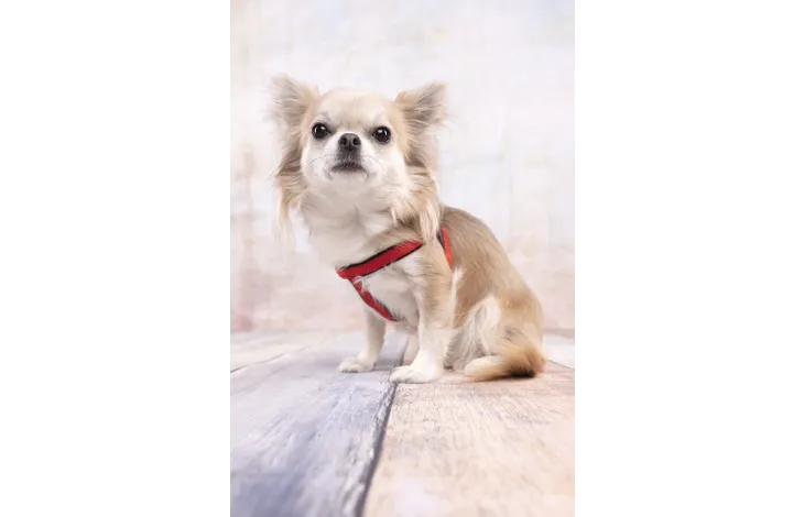 Rood hondentuig met verstelbare bandjes, gedragen door kleine hond