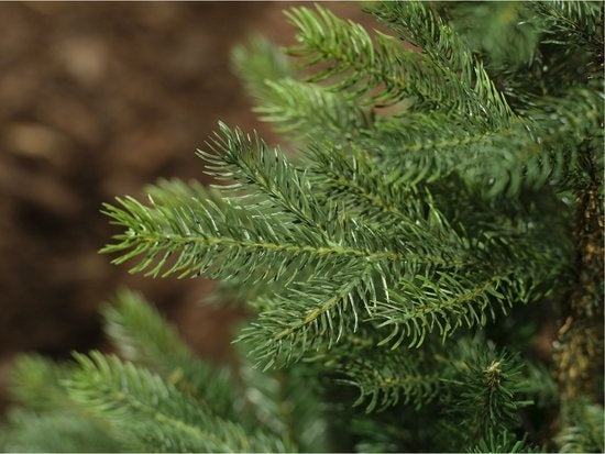 Everlands kunstkerstboom Grandis Fir, close-up van groene naalden