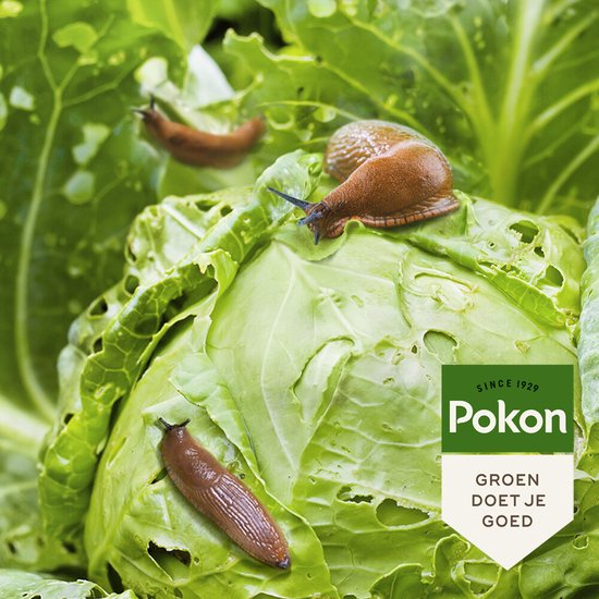 Slakken op groene kool, met Pokon 'groen doet je goed' label