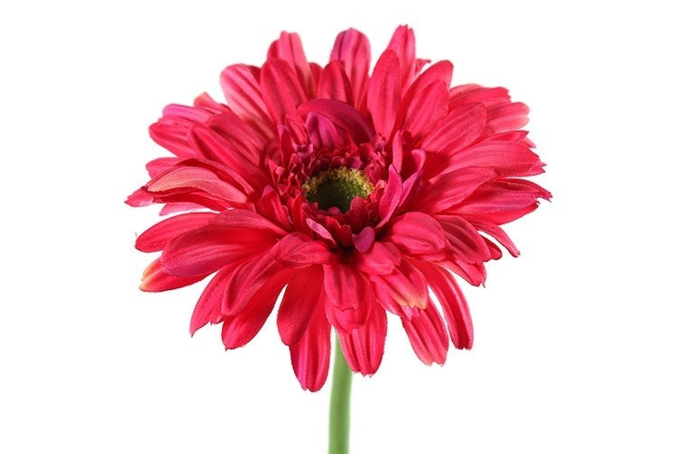 Gerbera-achtige bloem met felroze tot rode bloemblaadjes en geel hart