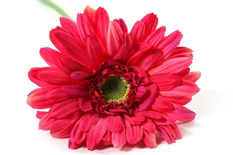 Gerbera-achtige bloem met dieprode bloemblaadjes en groen-geel bloemhart