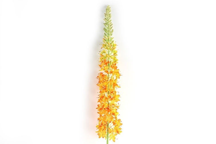 Oranje gele bloemstengel met lange groene steel