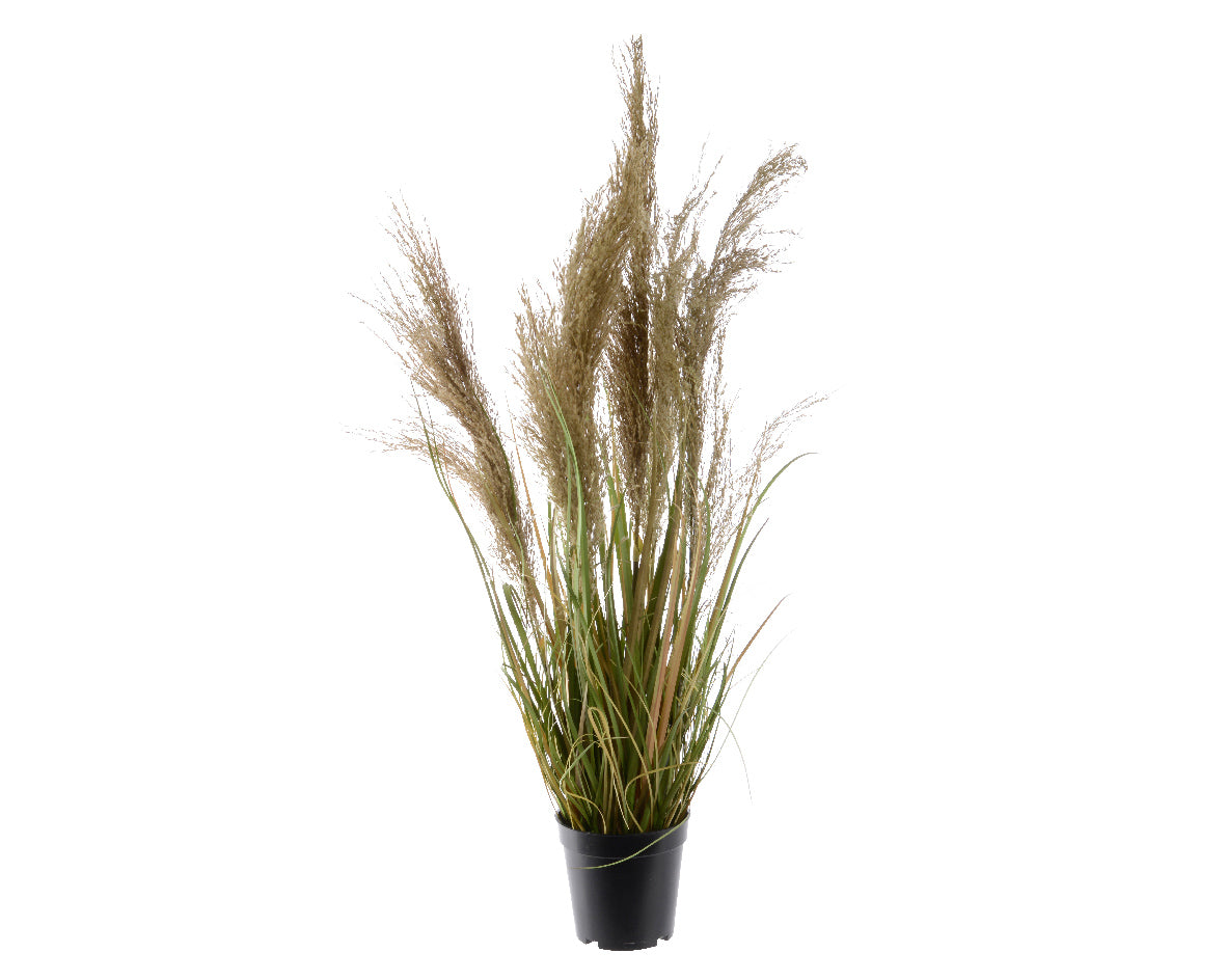 Siergras in zwarte plastic pot met groene en beige pluimen