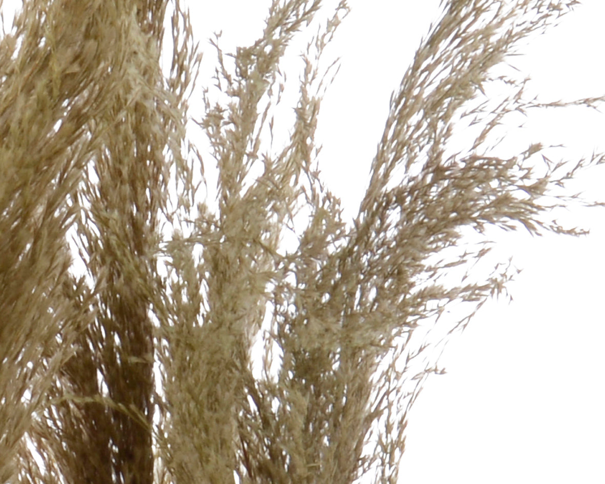 Siergras met lange groene en beige pluimen