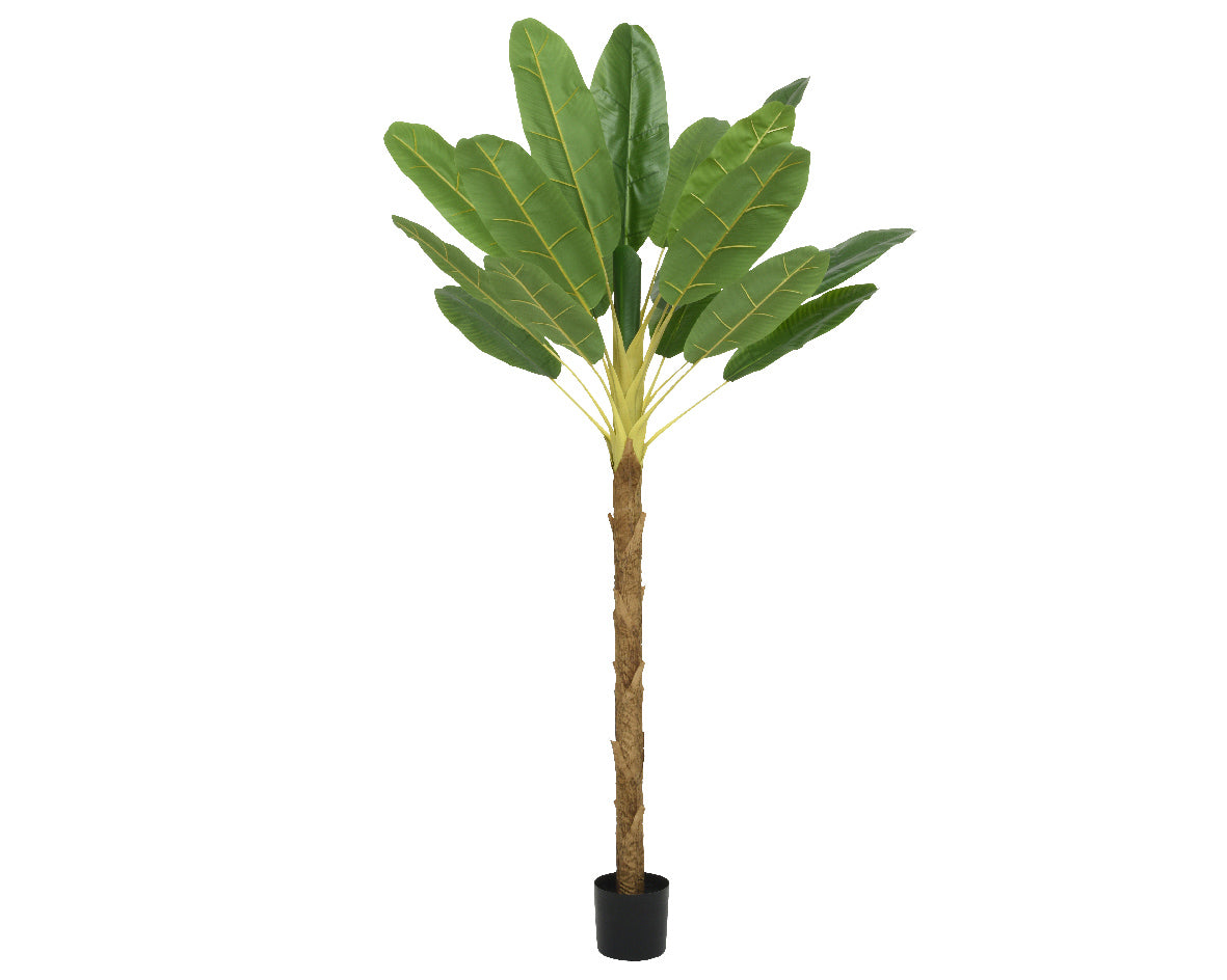 Bananenplant in zwarte pot met grote groene bladeren