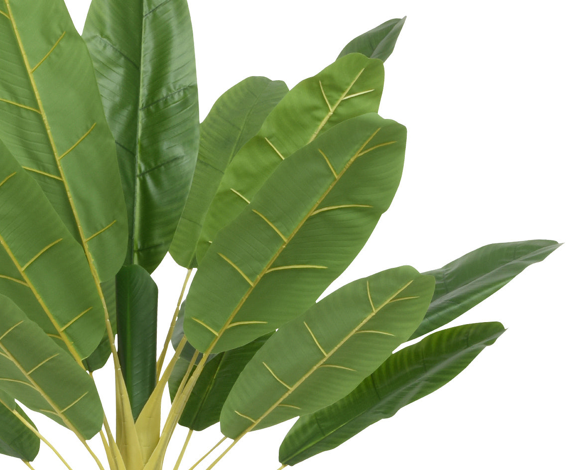 Bananenplant met grote groene bladeren met nerven