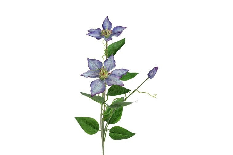 Clematis blauw bloemenstengel met paarse bloemen en groene bladeren