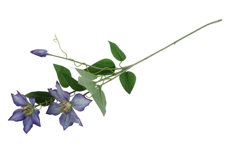 Clematis blauw bloemenstengel met paarse bloemen en groene bladeren, zijtakken