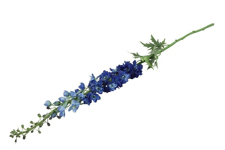 Delphiniumsteel met donkerblauwe bloemen langs lange stengel, schuiner