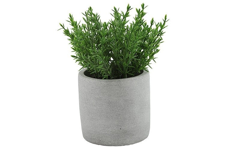 Tijmplant in grijze cilindrische pot met groene bladeren