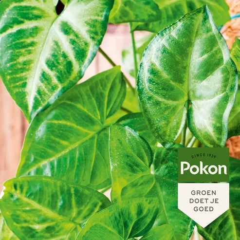 Pokon - Bladglans 250Ml