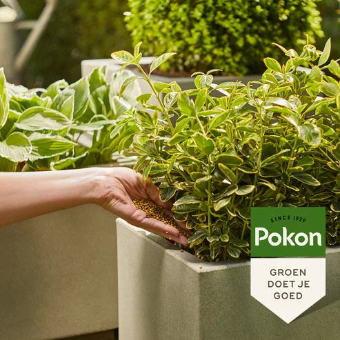 Pokon - Groene Planten Voedingskorrels 800gr