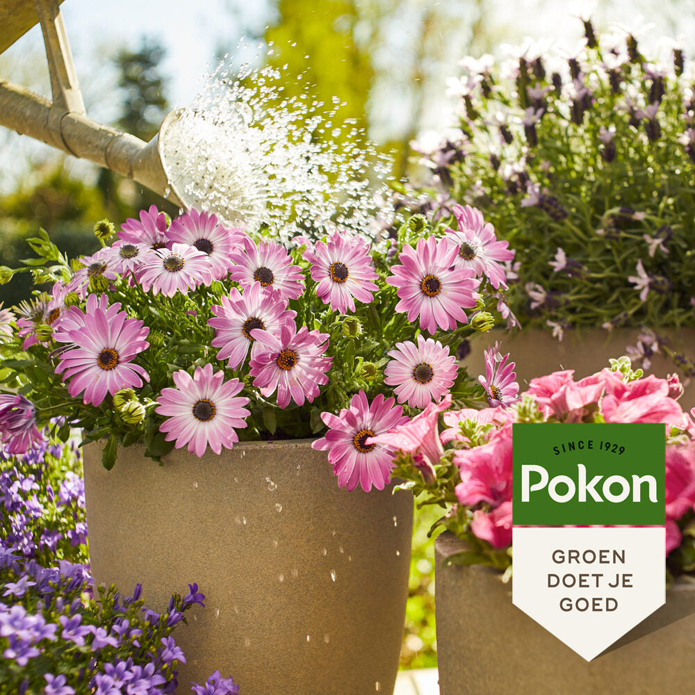 Pokon Terras & Balkon Planten Voeding 500ml