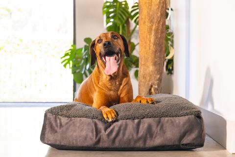Hondenkussen antraciet met hond erop liggend