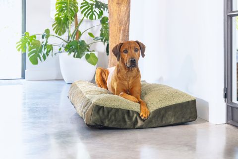 Groen hondenkussen met hond erop