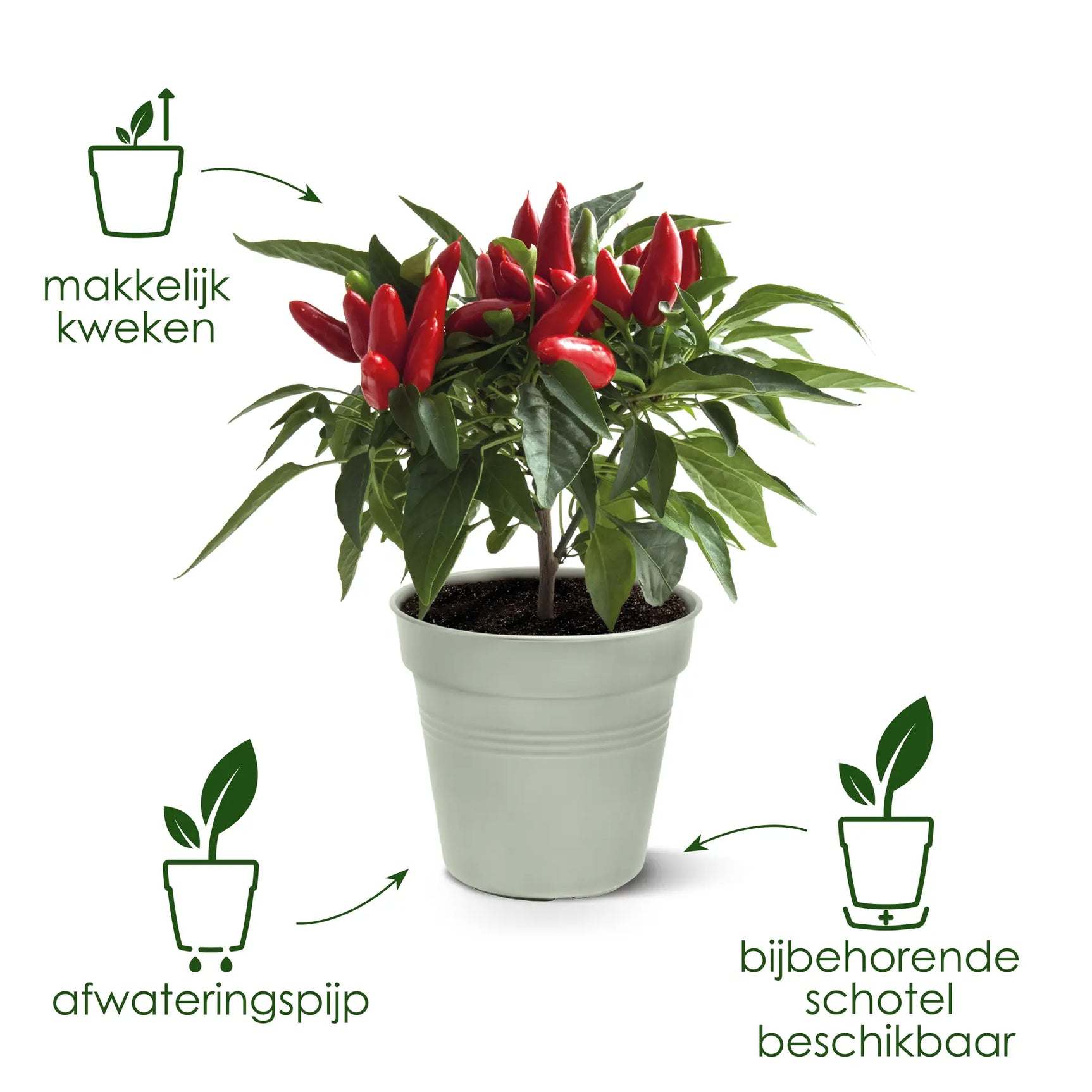 Plantenpot met rode bloemen in lichtgrijze kunststof pot