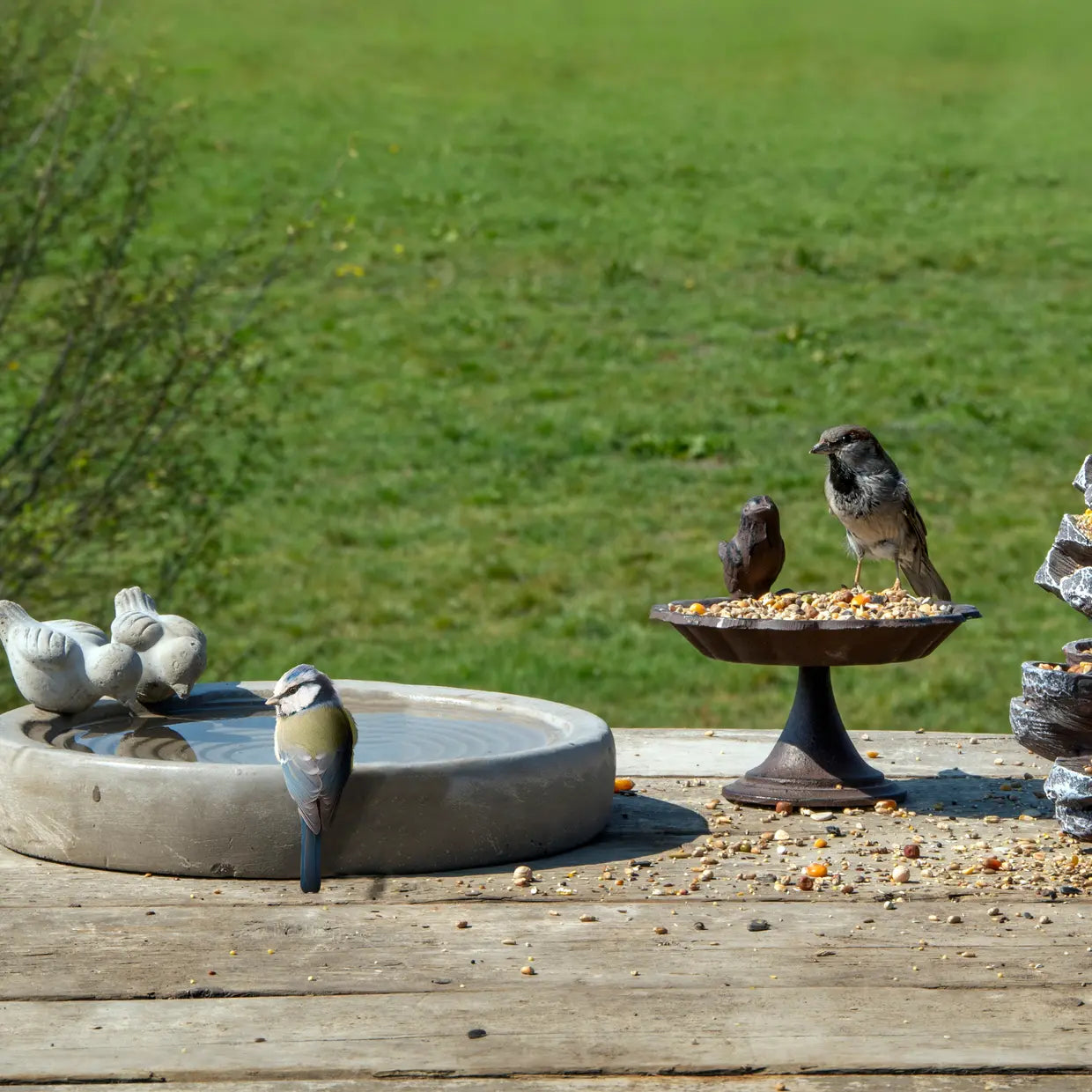 Betonnen vogelbad op voet met kuiprand, met twee vogels die drinken