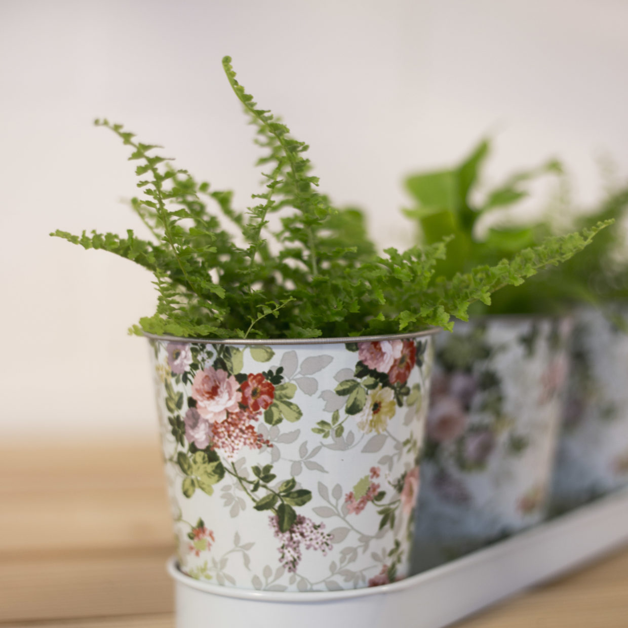 Esschert design - Roosprint 3 potjes op tray