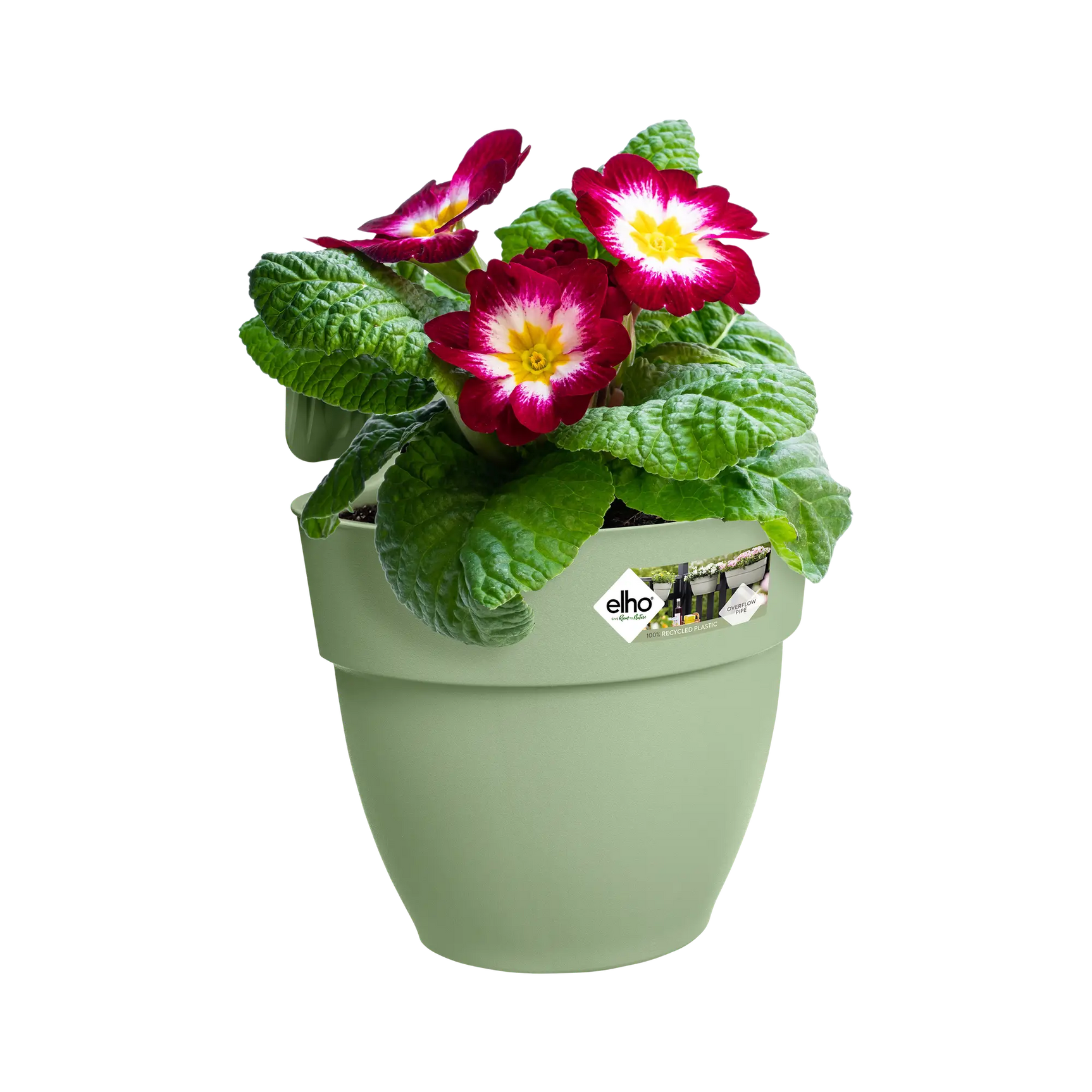 Pistachegroene hangpot met bloeiende paarse bloemen en groene bladeren
