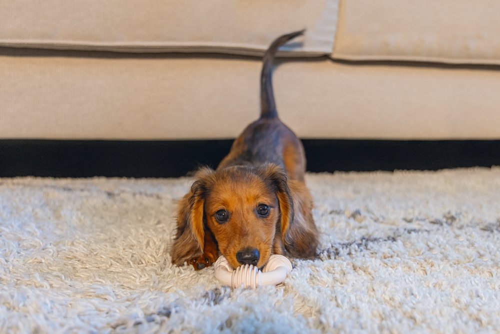 Puppy houdt rubberen tandring vast, beige ribbelring
