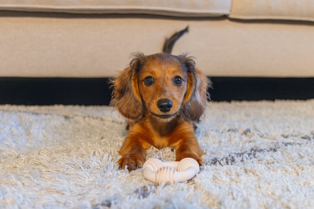 Puppy kauwt op rubberen tandring, beige ribbelring met lussen