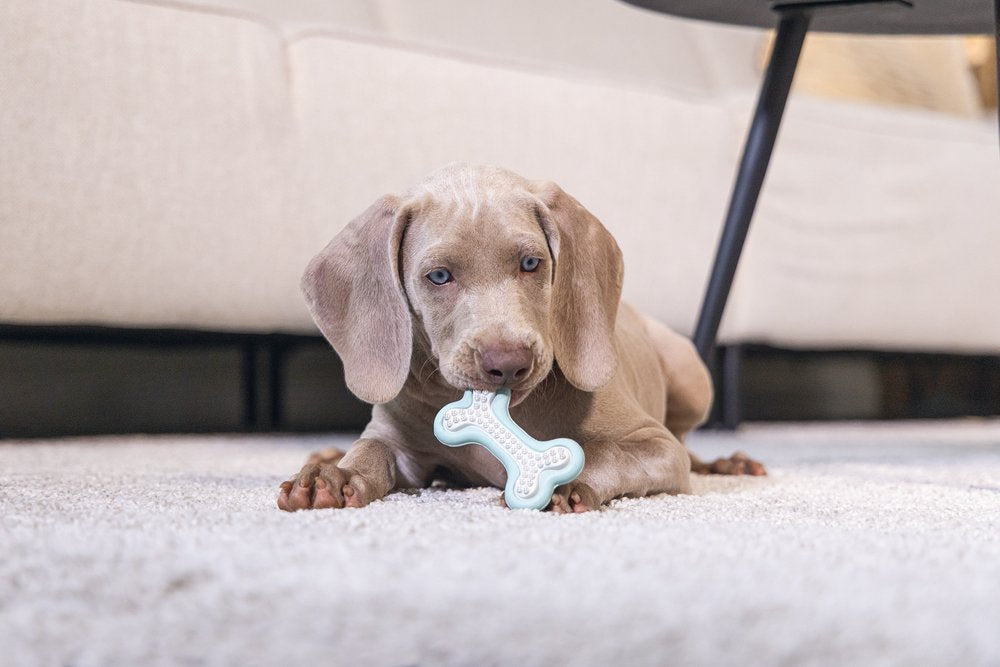 Puppy met tandreinigingsbot, botvormig lichtgroen met witte noppen