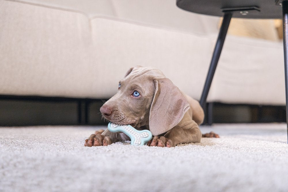 Puppy met tandreinigingsbot, lichtgroen met witte noppen op de vloer