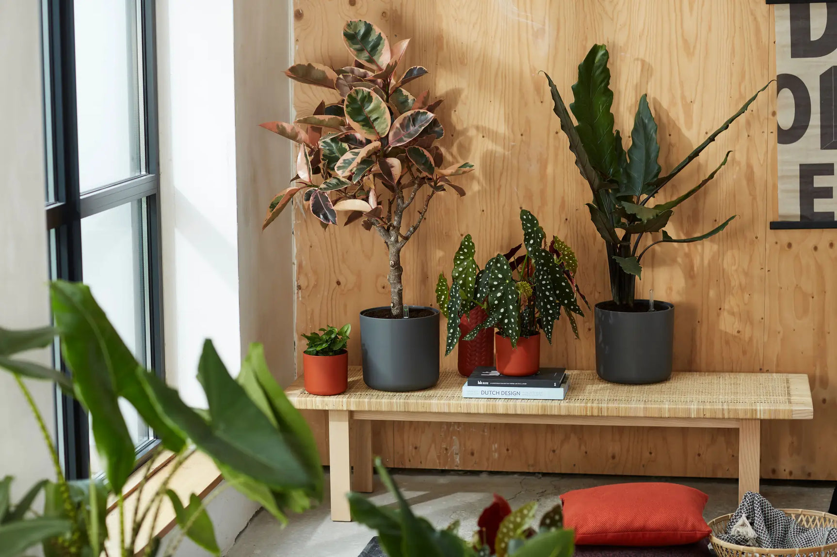 Ronde anthracietkleurige plantenpotten met verschillende planten op houten plank