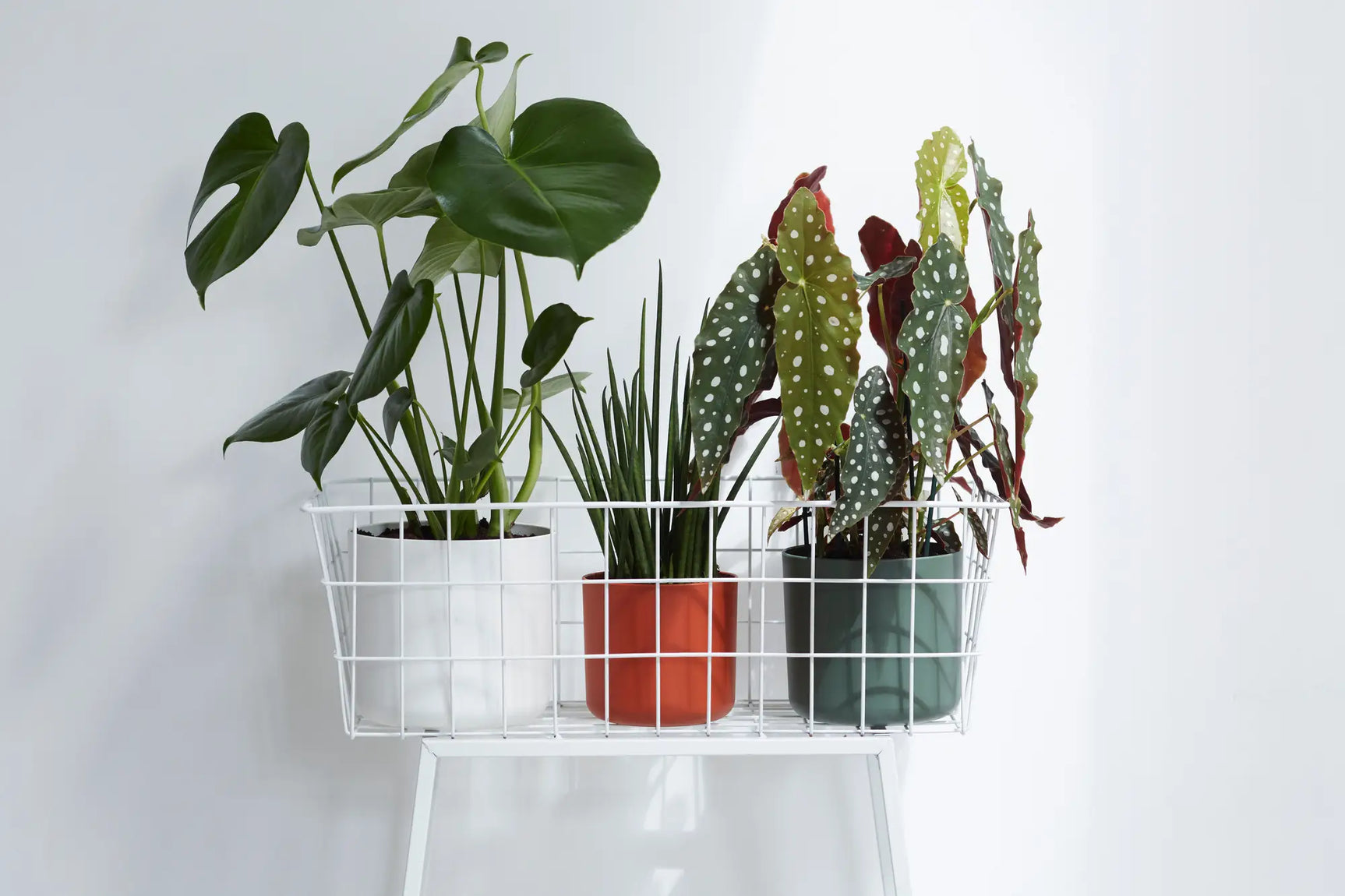 Witte ronde plantenpotten in een transparant plantrek met groene planten