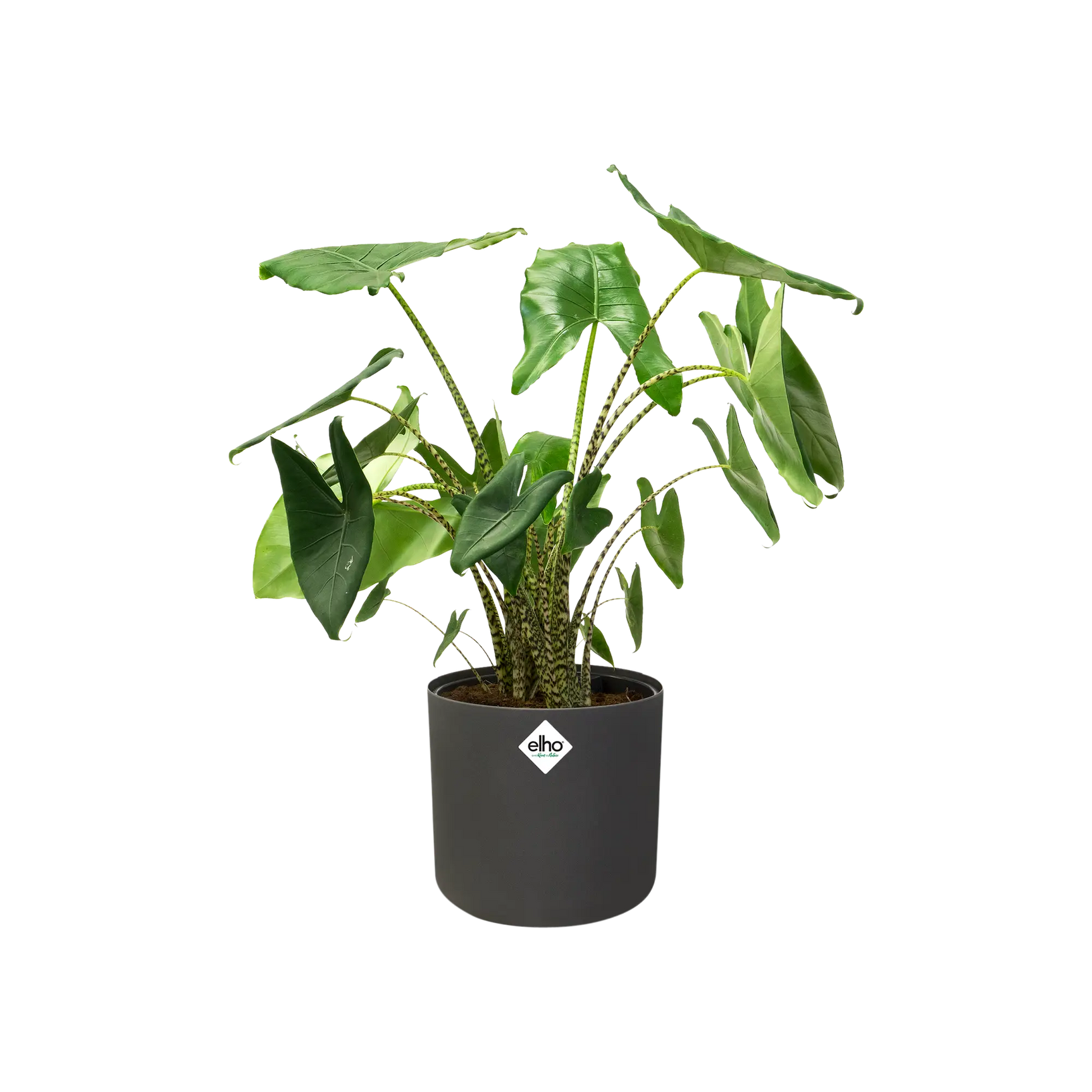 Antraciet ronde plantenpot met elho-logo, gevuld met groene plant