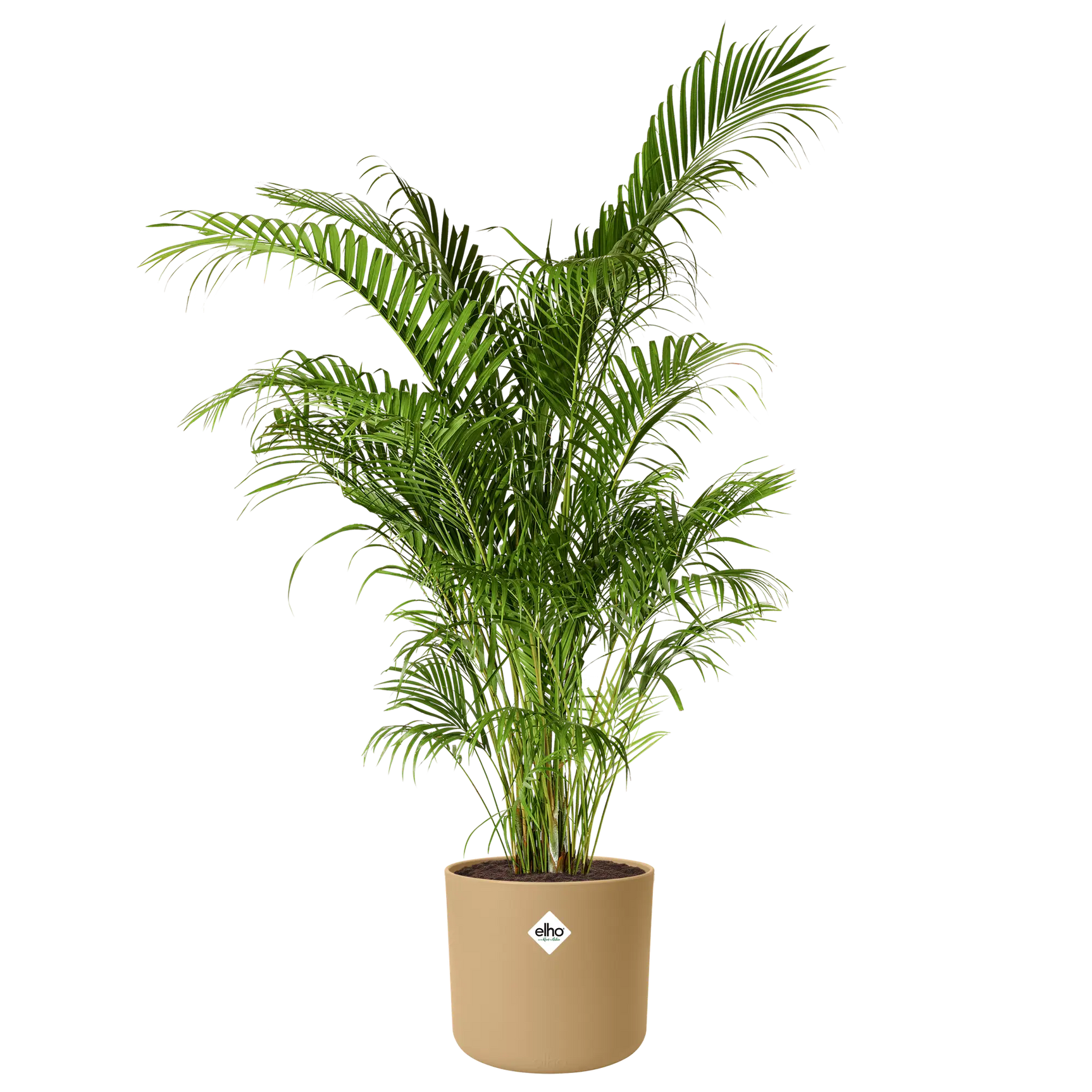 Elho b.for soft ronde plantenpot met groen palmachtig blad, zand/goudkleurig