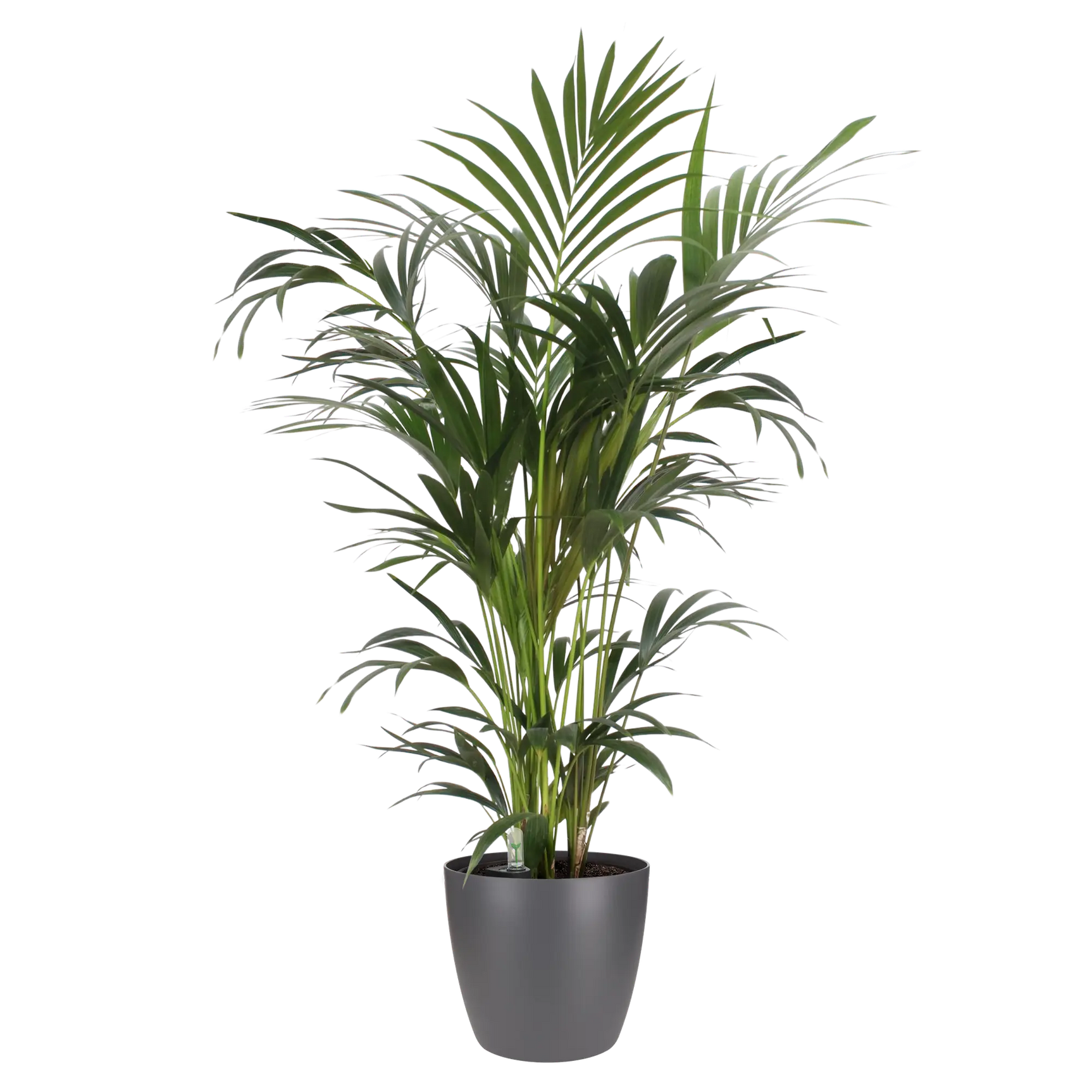 Elho ronde plantenpot met groene palmachtige plant in grijze pot