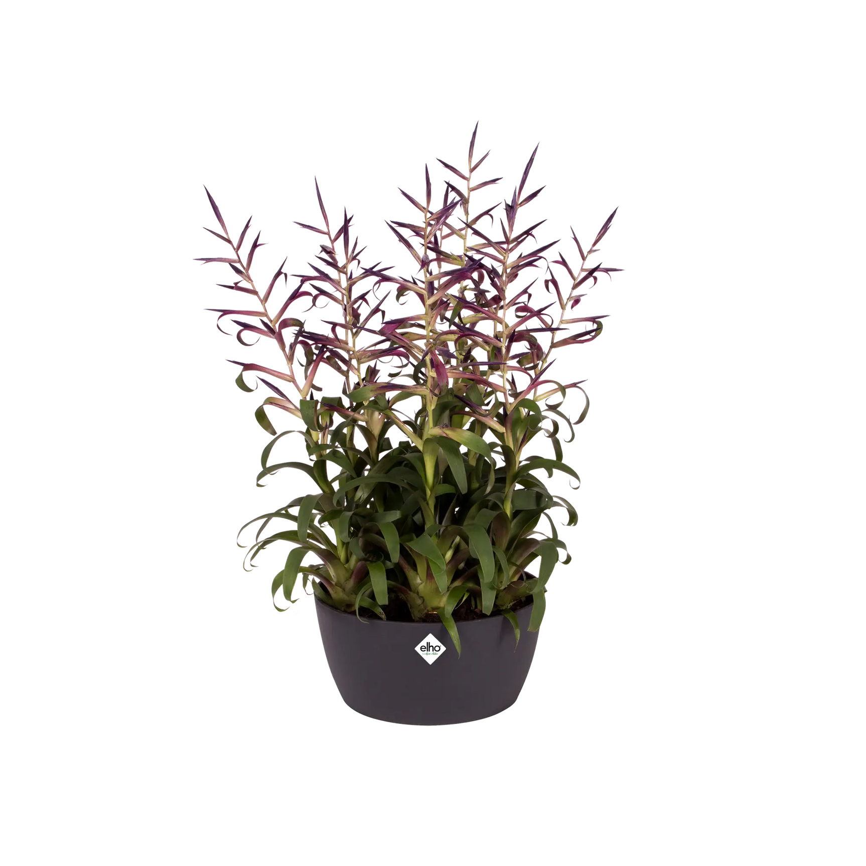 Elho Brussels plantenbak 23 cm met plant en lichtpaarse bloemen