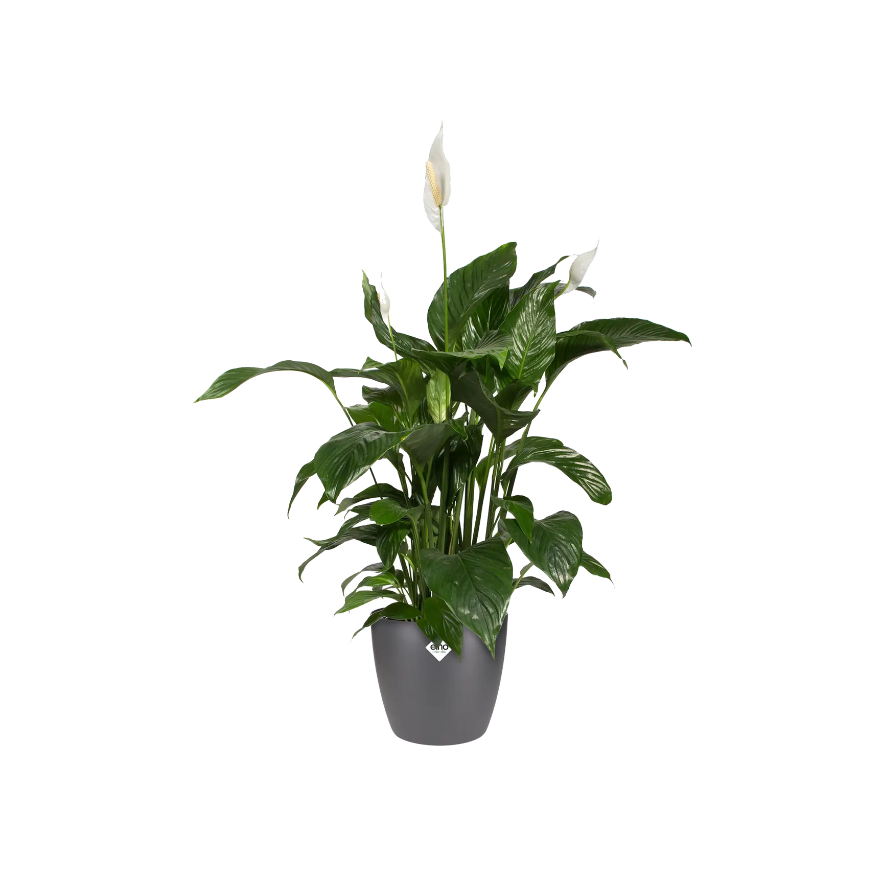 Antraciete ronde bloempot met groene kamerplant en witte bloemen