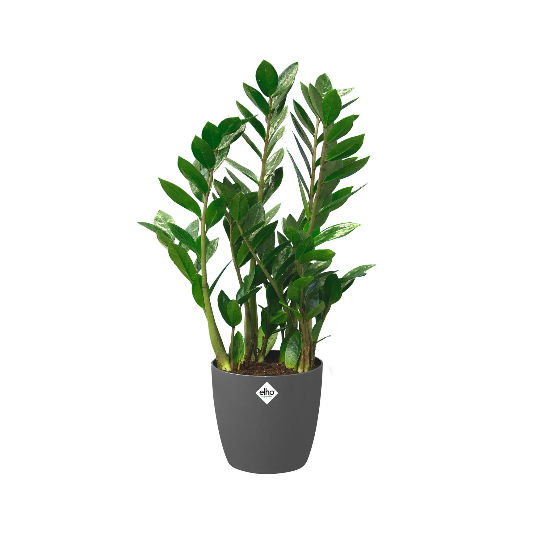 Elho Brussels ronde bloempot 25 cm met groene plant, antracietkleurige pot.