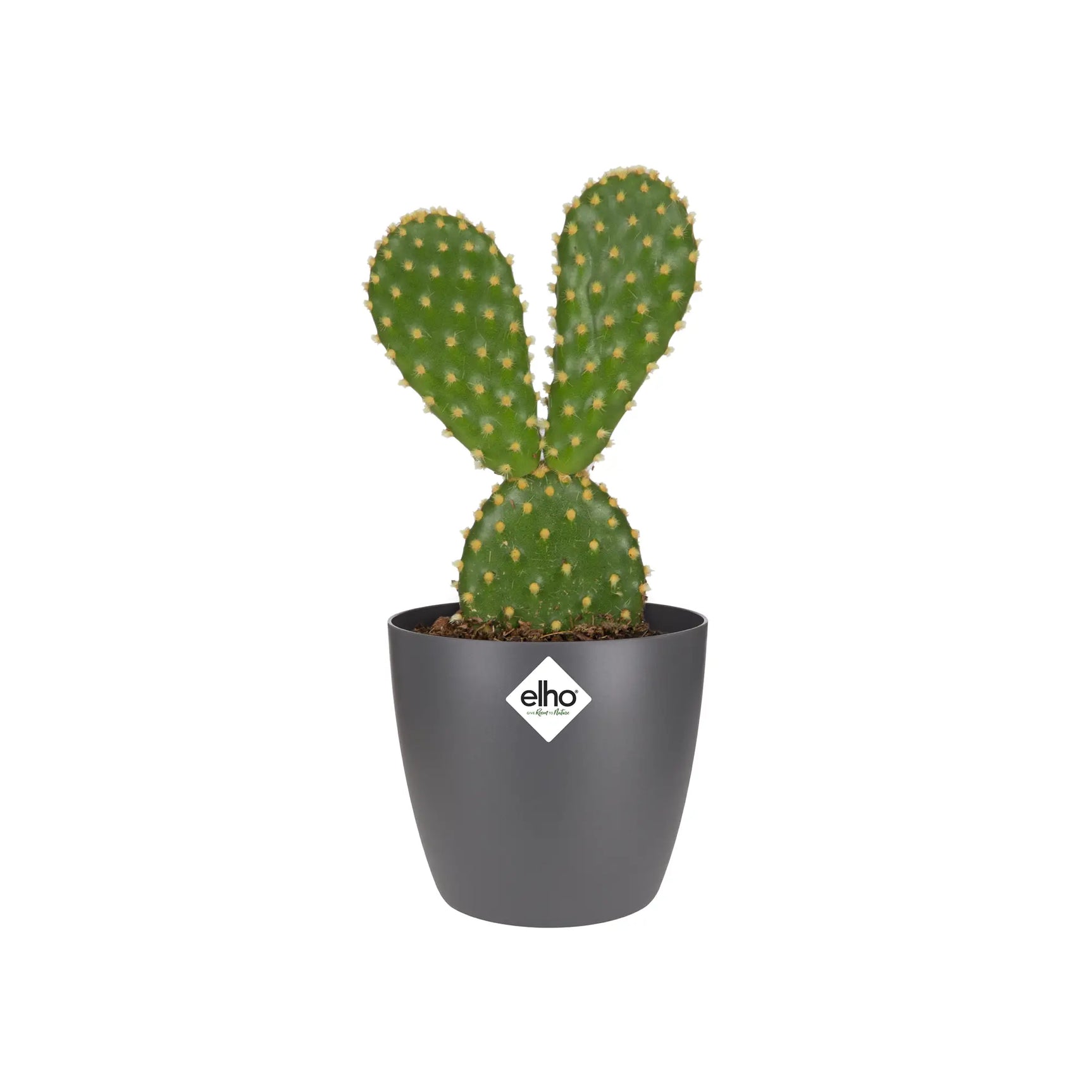 elho ronde plantenpot met cactus, anthracietgrijs