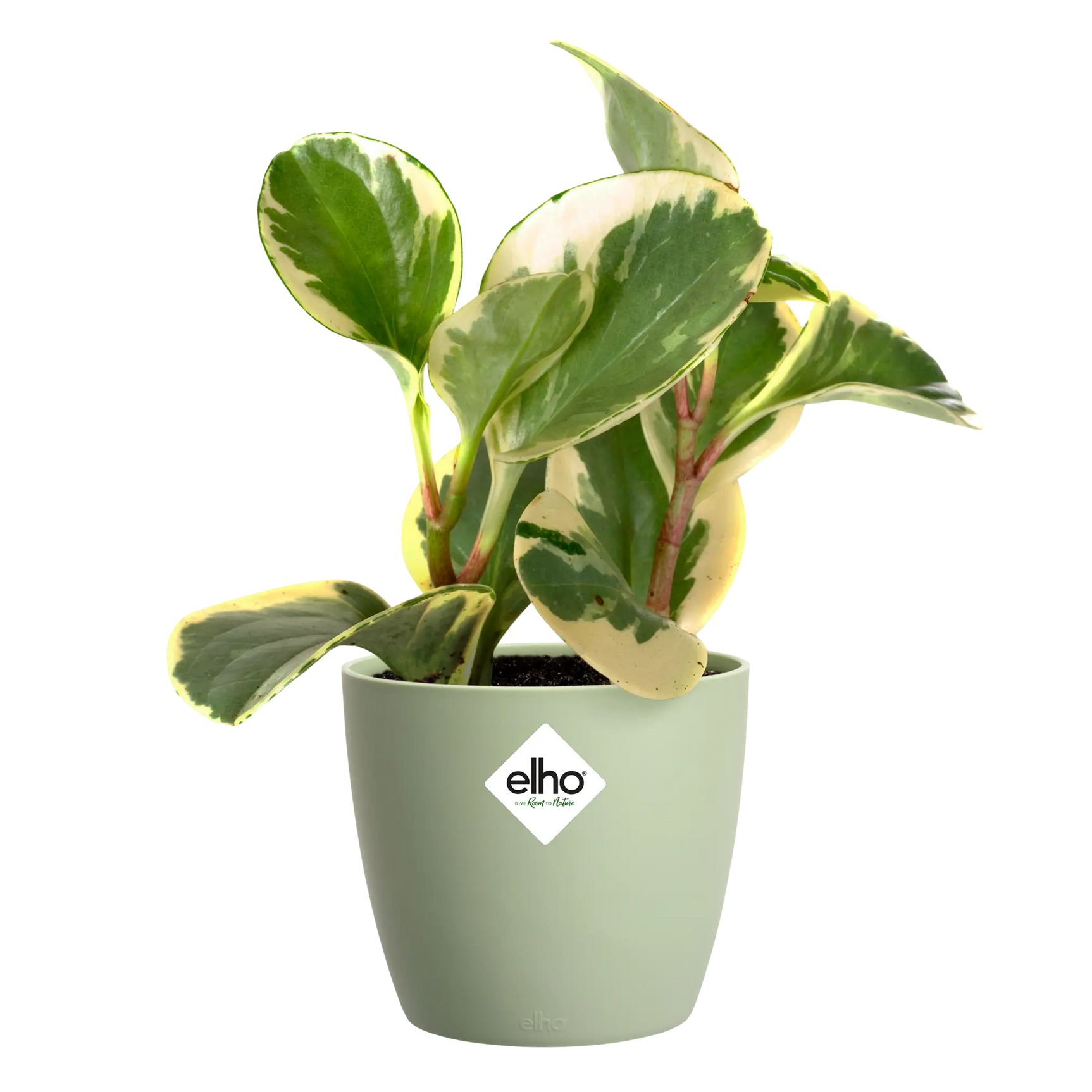 Elho plantenpot met bladplant, rond sorbetgroen