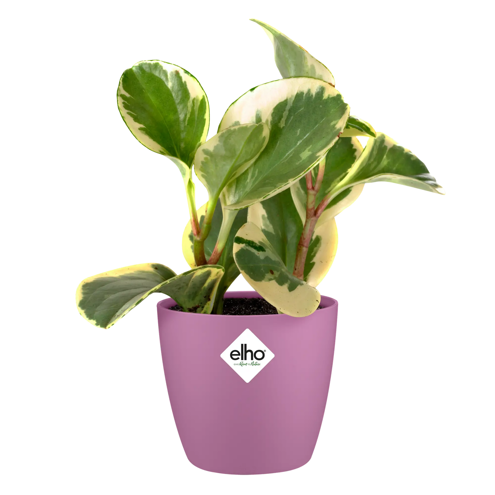 Elho bloempot rond mini levendig violett met groene plant