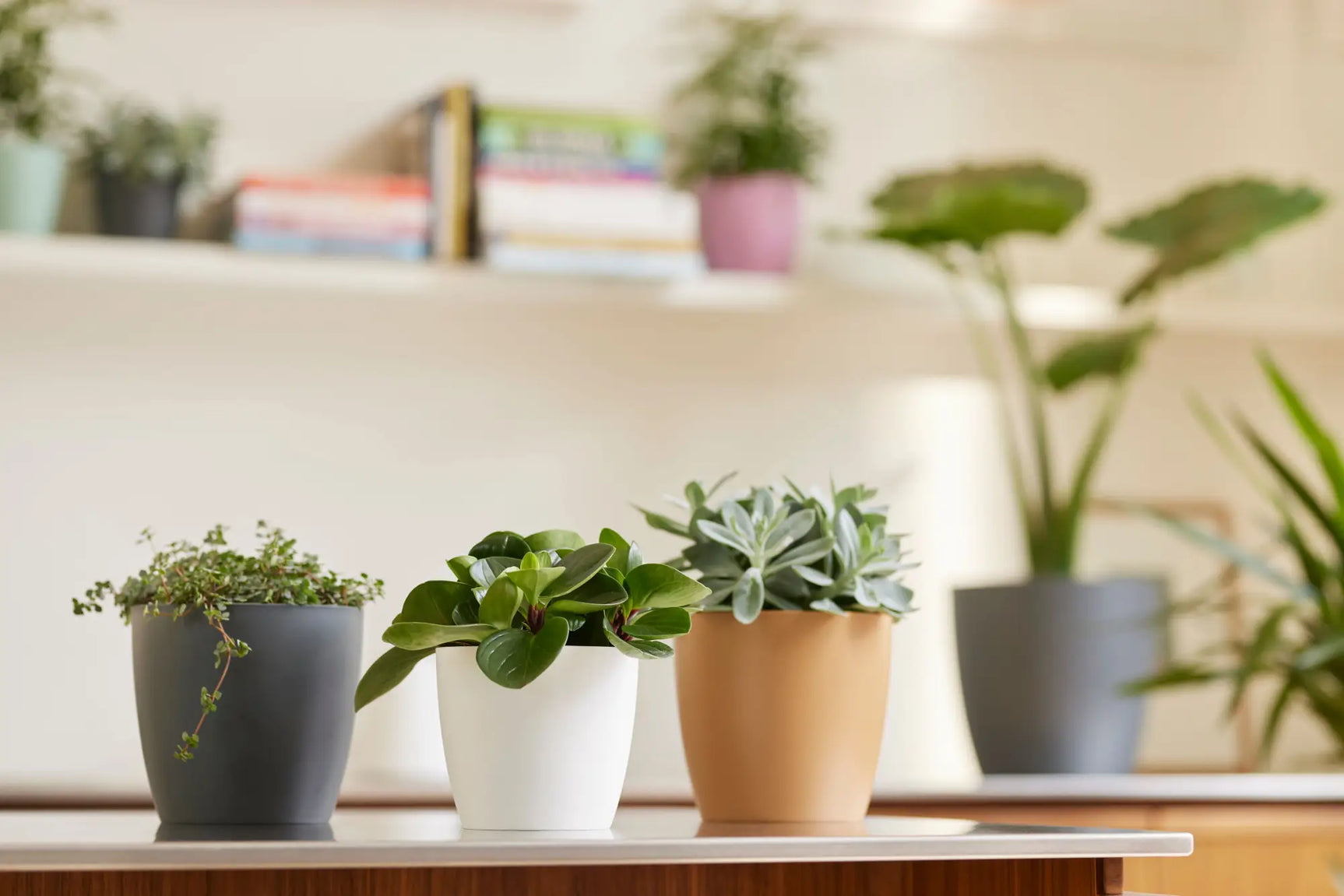 Ronde plantenpotten op plank, met grijze, witte en lichtbruine potten met planten