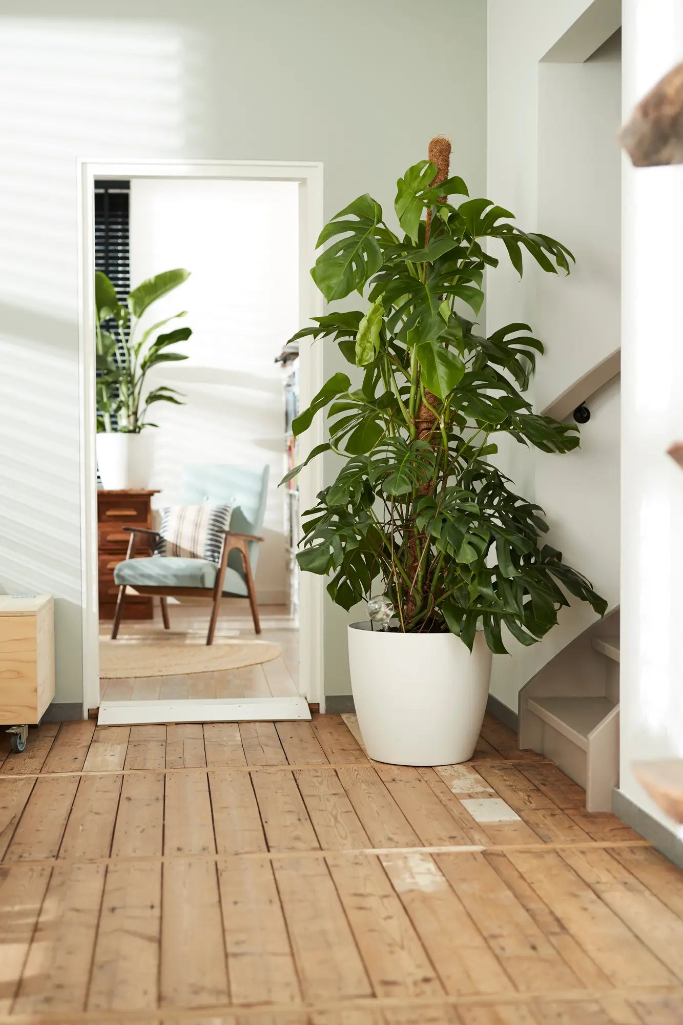 Witte ronde bloempot met groene kamerplant in een interieur