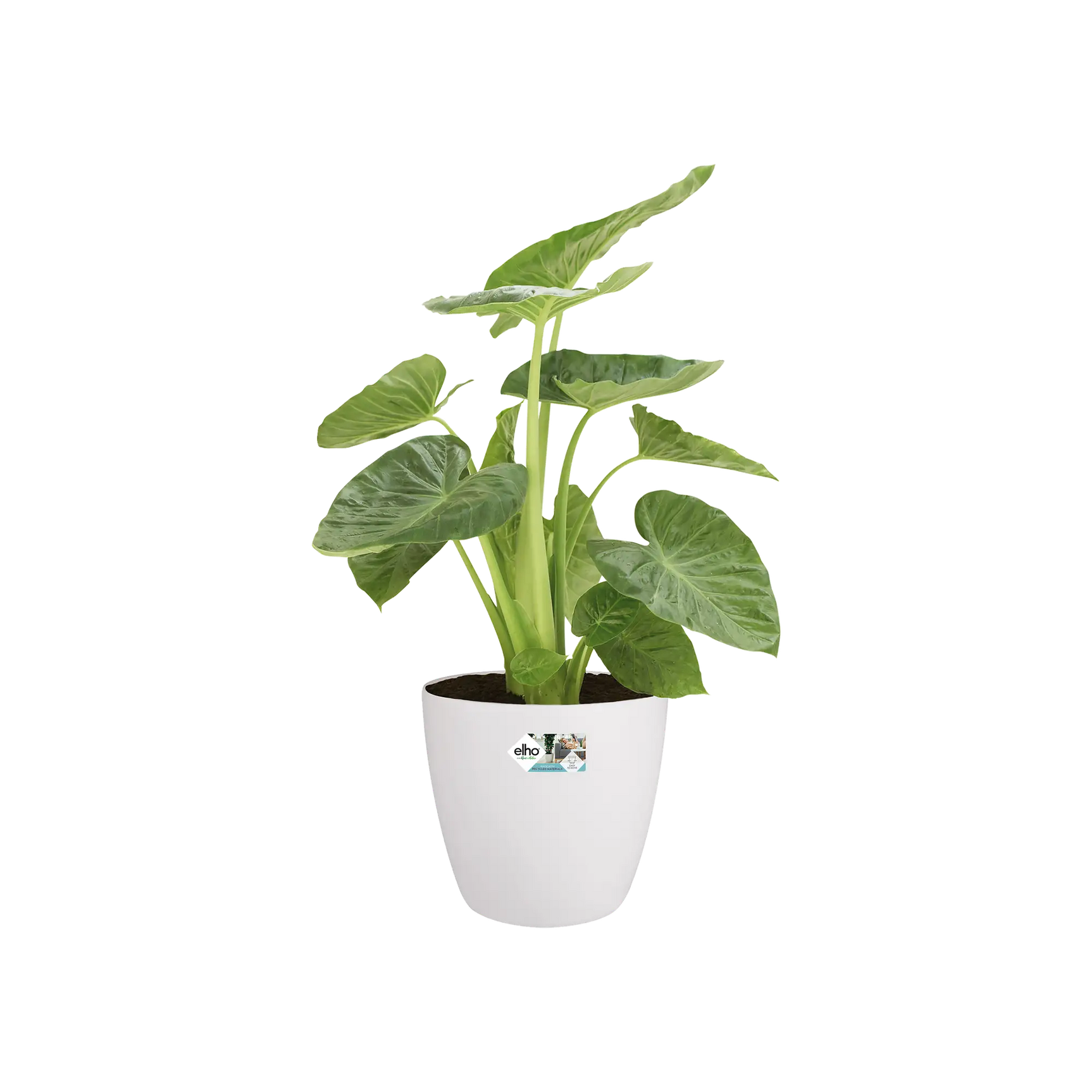 Witte ronde bloempot met groene kamerplant en grote bladeren