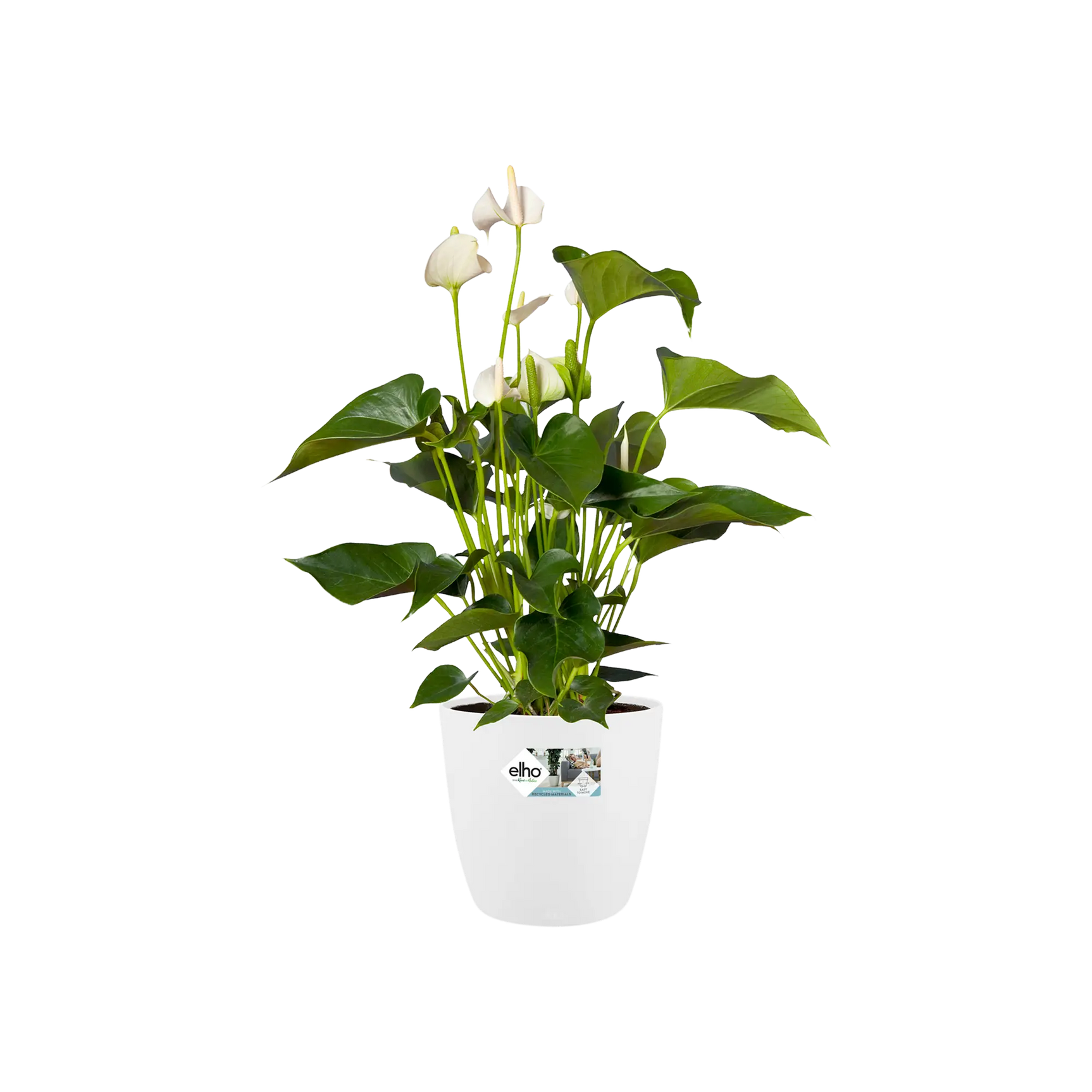 Witte ronde plantenpot met groene plant en witte bloemknoppen