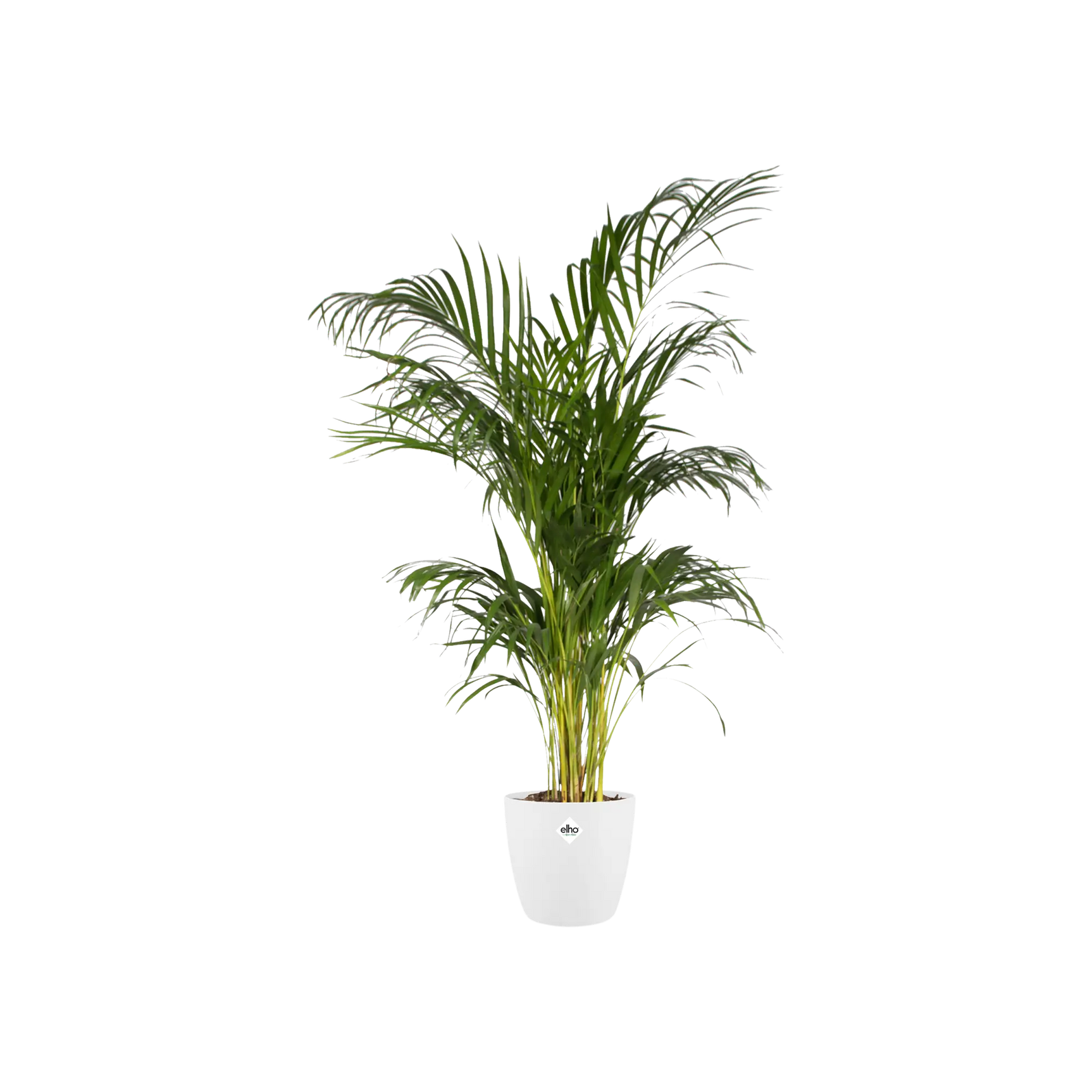 Elho kleine witte ronde plantenpot met groene sierplant