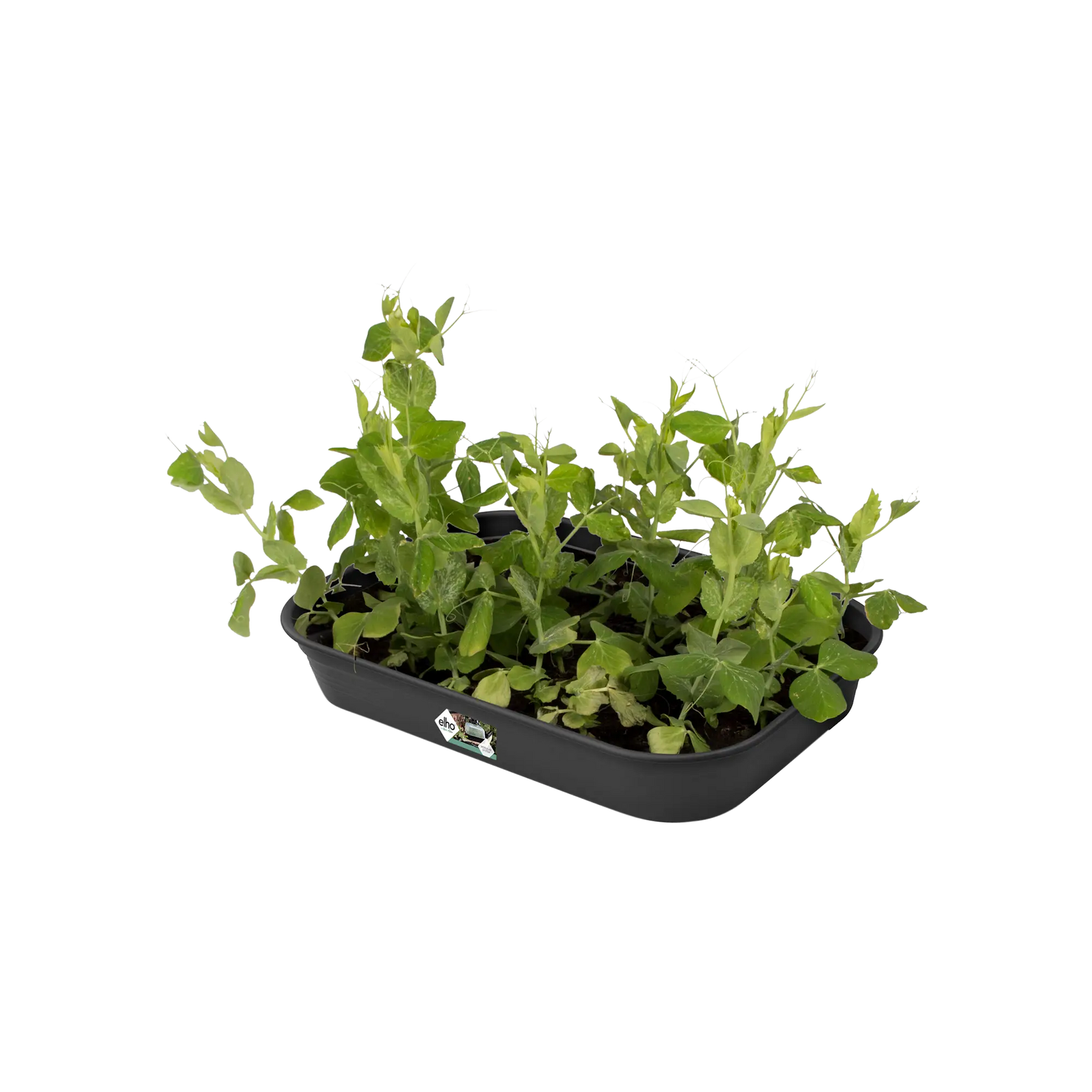 Elho kweektray donkergrijs met groene zaailingen in de bodem.