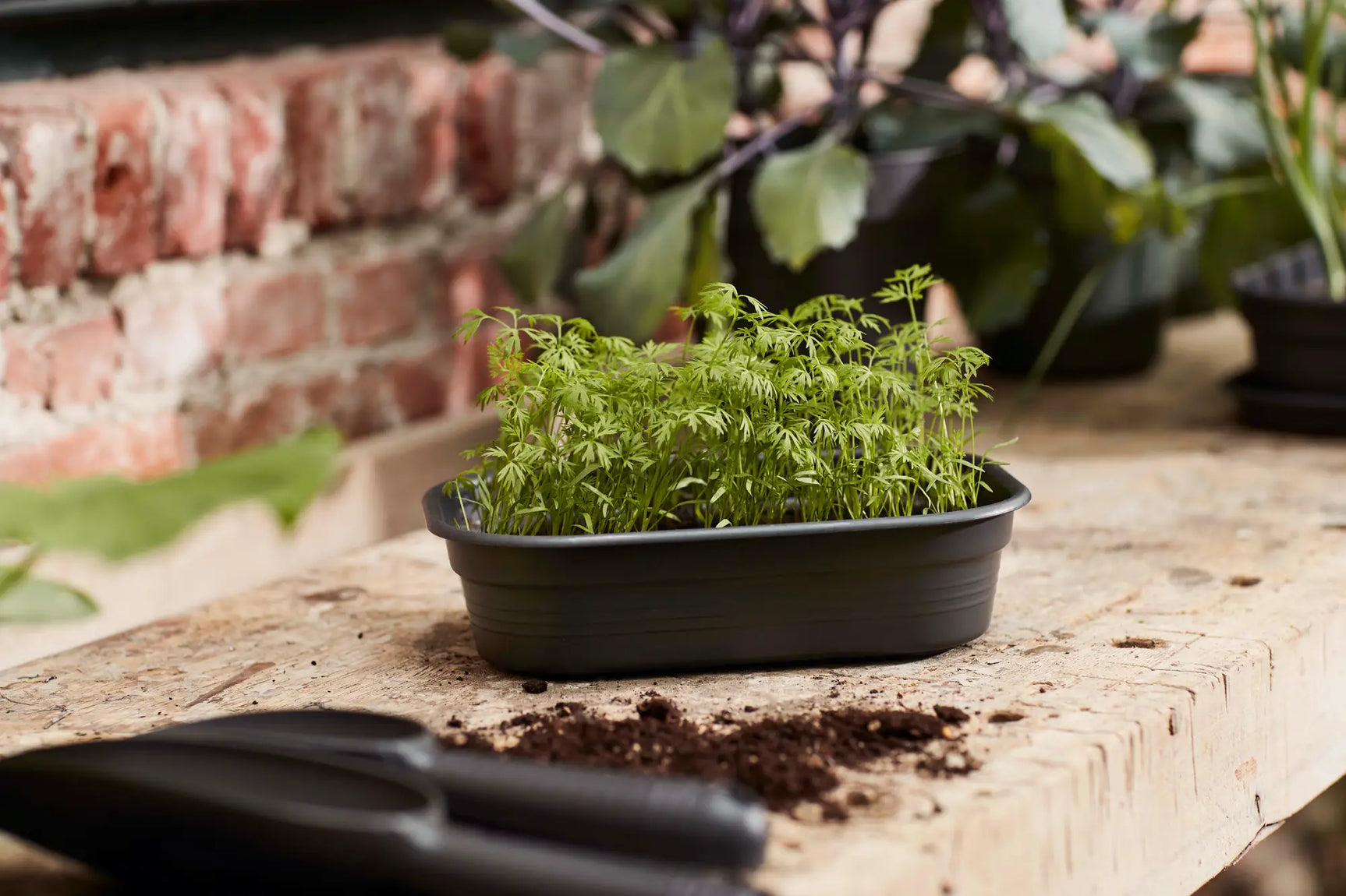 Elho kweektray met groene kiemplanten, donkergrijze kunststof bak op houten tafel