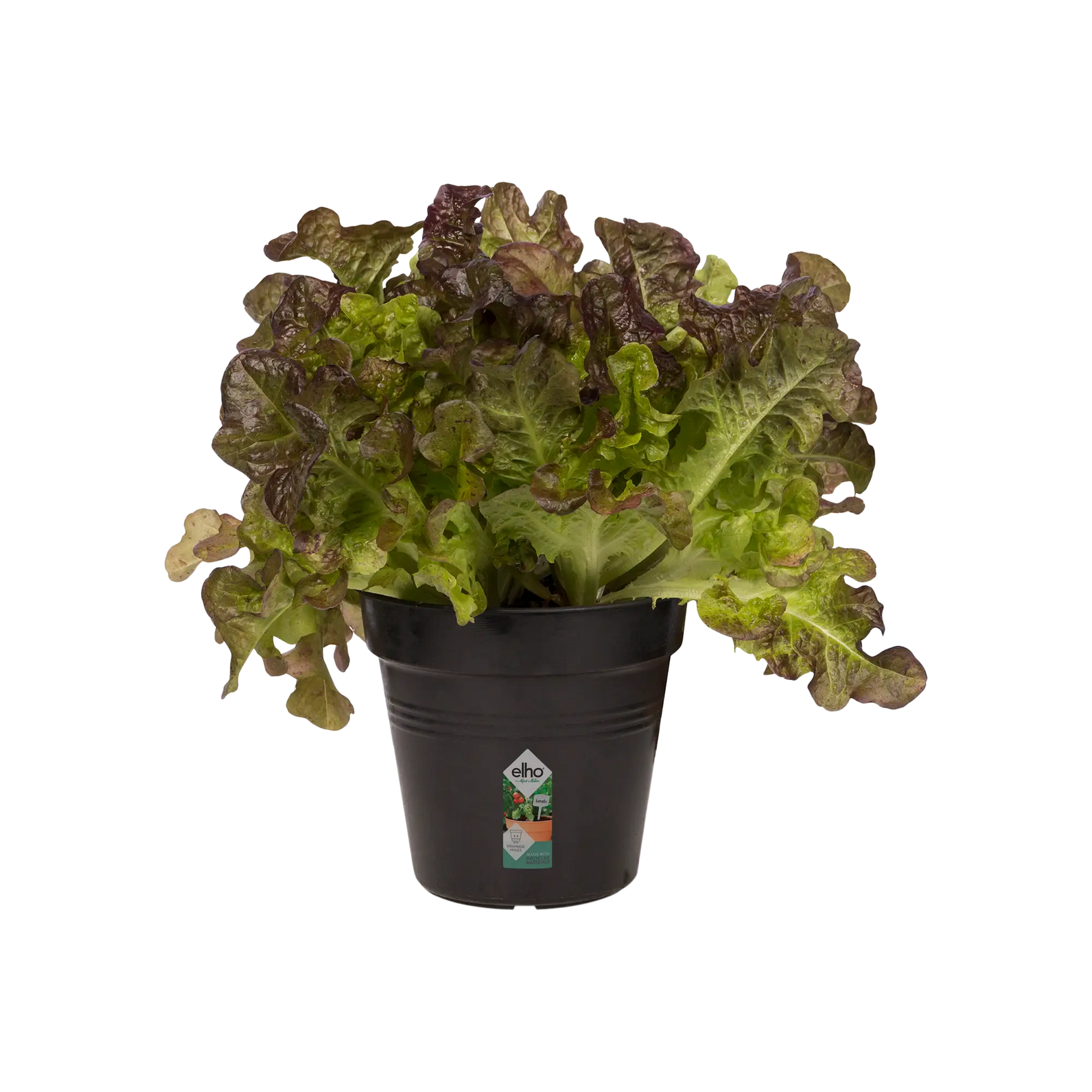 Elho growpot met plant: zwarte kunststof pot met groene en bruinrode slabladeren