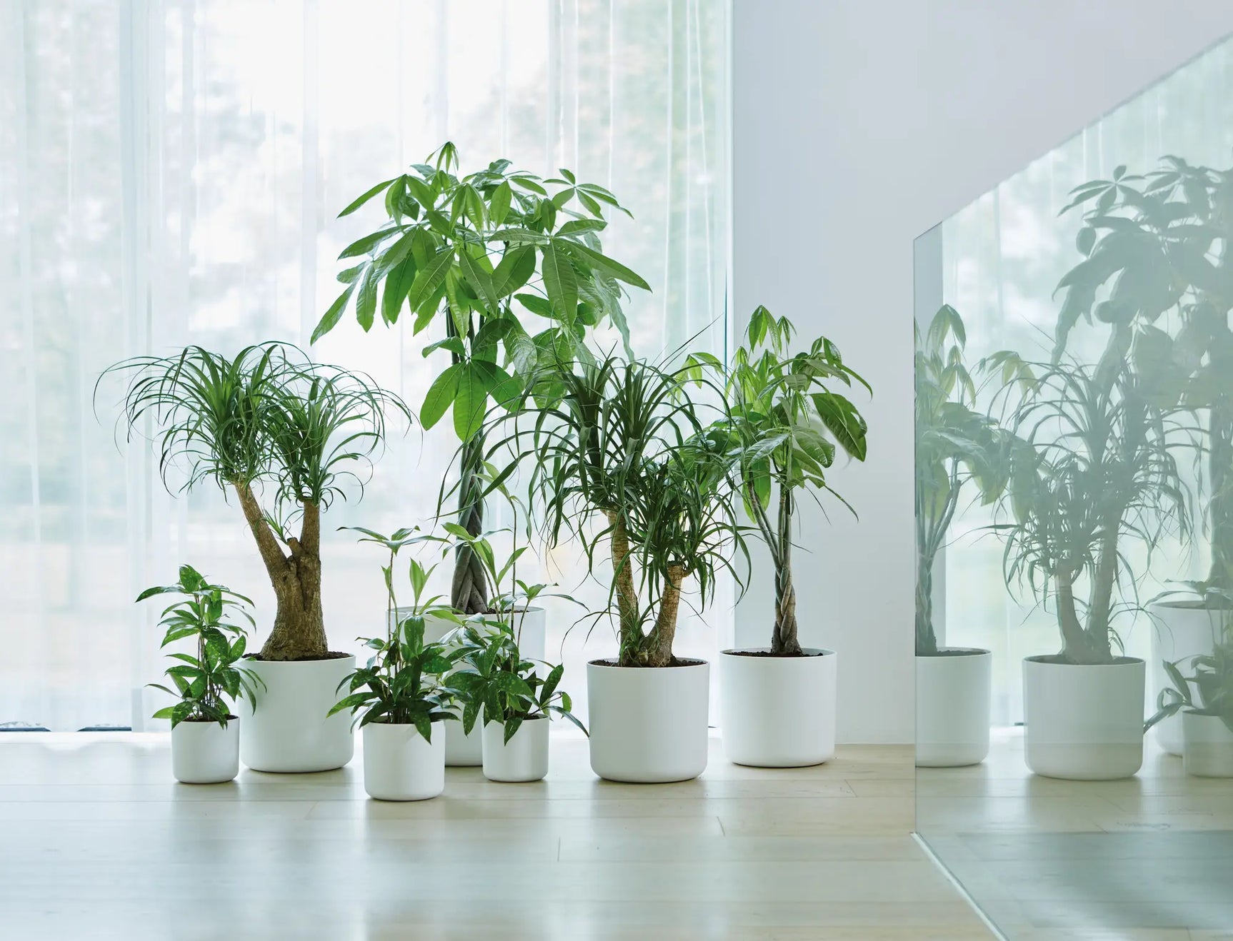 Meerdere witte ronde bloempotten met groene planten