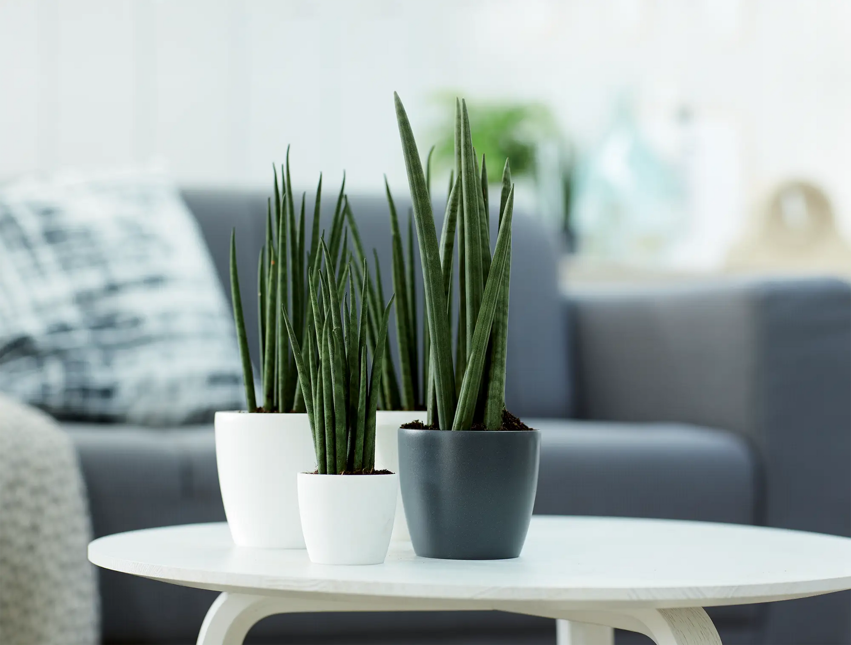 Mini bloempotten met groene grassen op ronde tafel, wit en grijs