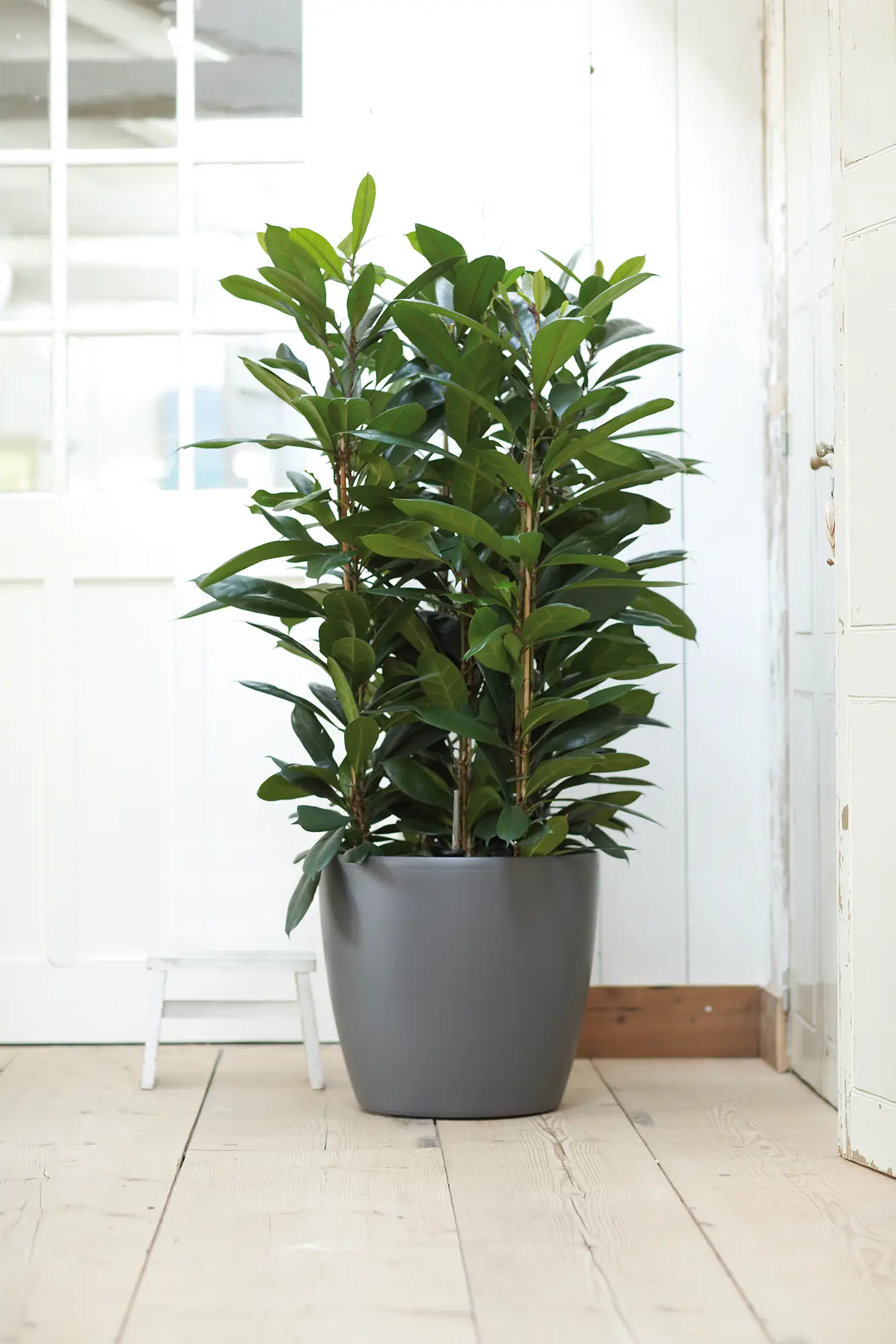 Ronde plantenbak anthracite met groene kamerplant, gladde wand en opstaande rand